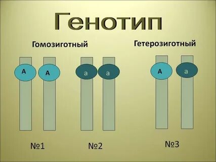 Гомозиготные серые овцы при переходе