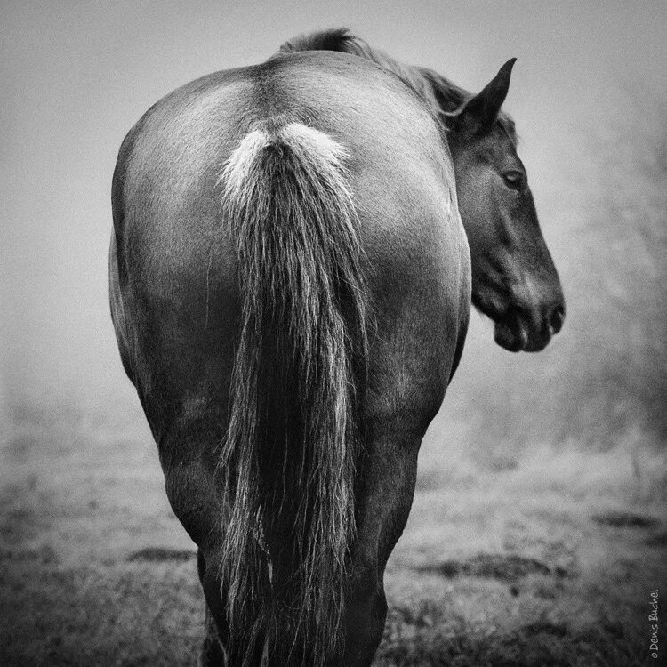 Лошадь спиной. Лошадь спиной. Тони стромберг лошади. Конь на спине. Лошадь повернула голову.