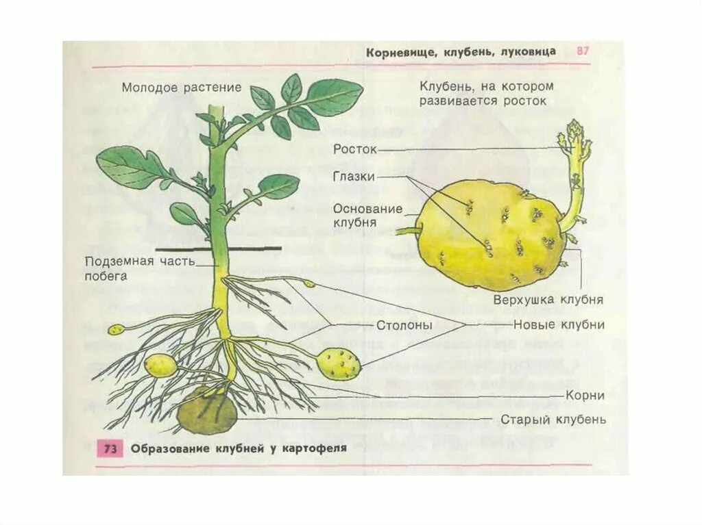 Образование клубней у картофеля 6 класс биология. Строение клубня картофеля. Клубни растений строение. Образование клубней у картофеля рисунок. Клубень картофеля и ус садовой земляники