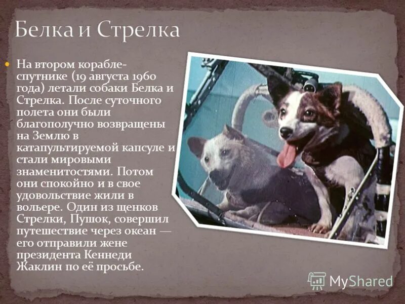 белка и стрелка биография. белка и стрелка кратко. самая популярная собака в ссср. имя собаки белка. белка и стрелка презентация.