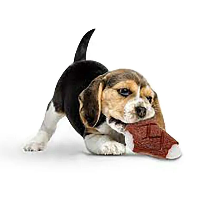 Puppy playing 2