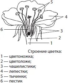 Пестик 1 тычинок 6