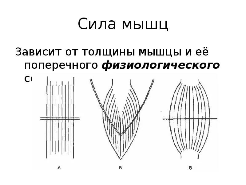 Работа мышцы зависит. Поперечное сечение мышц. Сила мышц. Сила мышцы зависит. Сила мышц физиология.