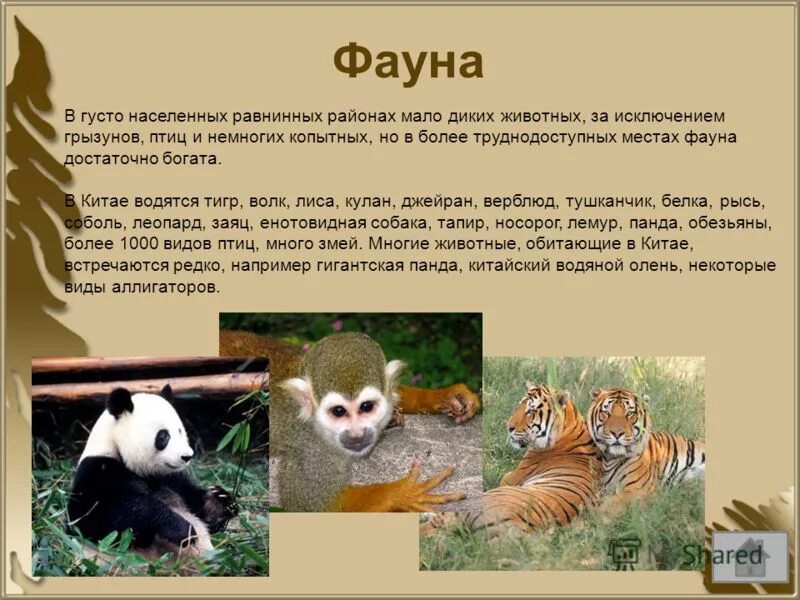 Pet World lp #1 Мир питомцев Приют для животных Ухаживаем за Кроликами, Хомяками