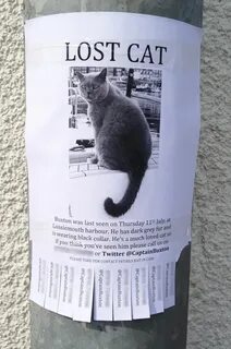 The lost cat