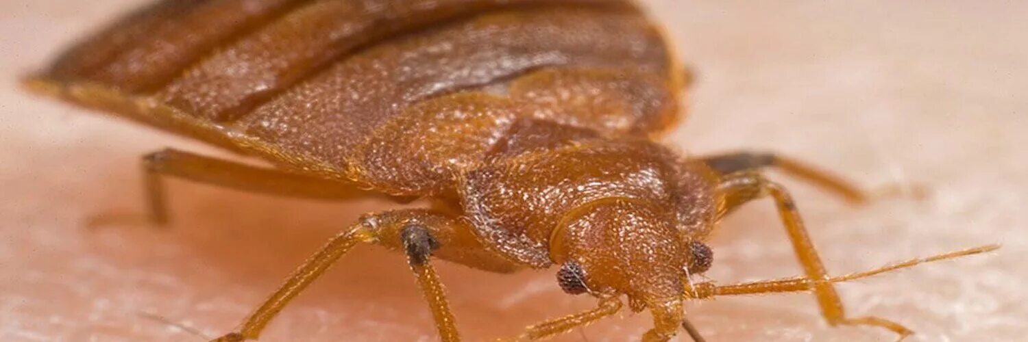 Толкование снов клоп. Клопы сонник толкование. Постельный клоп лесной. Толкование снов клоп. Сонник-толкование снов к чему снится клопы.