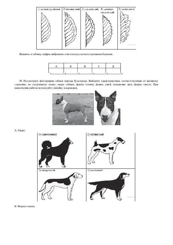 ОГЭ биология задание с собакой. 24 Задание ОГЭ биология собака. Задание 24 ОГЭ по биологии собаки. ОГЭ биология 24 задание кошки.