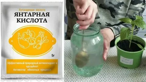 Можно подкормить цветы янтарной кислотой