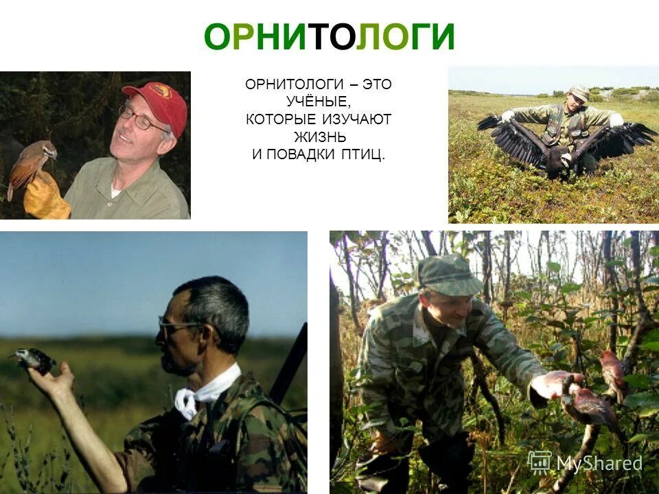 Наука изучения птиц. Орнитолог. Сорокин александр григорьевич орнитолог. Что изучает орнитолог. Орнитология.