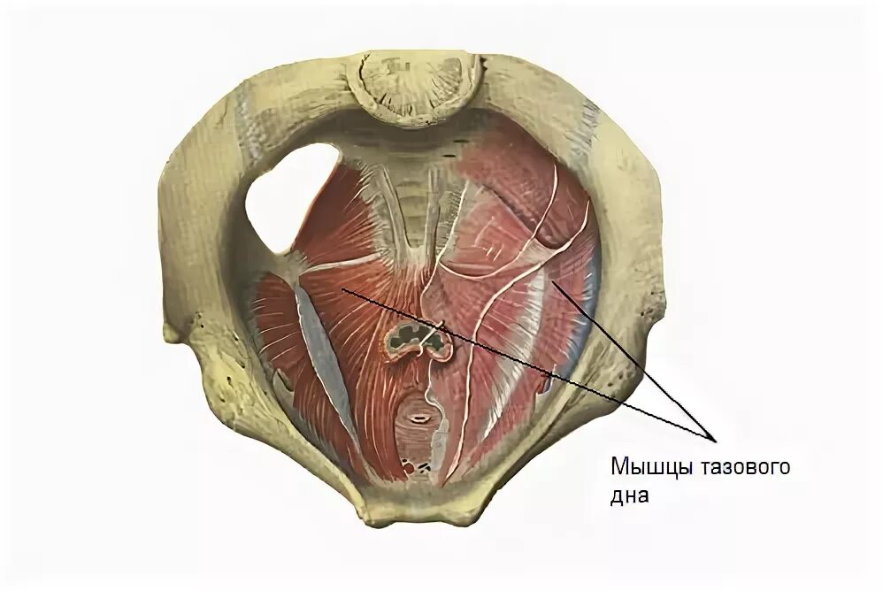 Фасции мочеполовой диафрагмы. Мышцы тазового дна анатомия. Диафрагма и тазовое дно анатомия. Мышцы дна малого таза анатомия. Диафрагма малого таза анатомия.