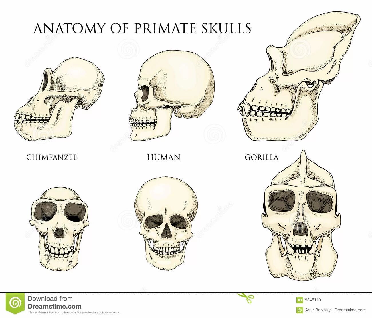 Мозг гориллы и человека. Строение черепа человека и человекообразной обезьяны. Череп человека и череп обезьяны. Сравнение черепа человека и обезьяны.