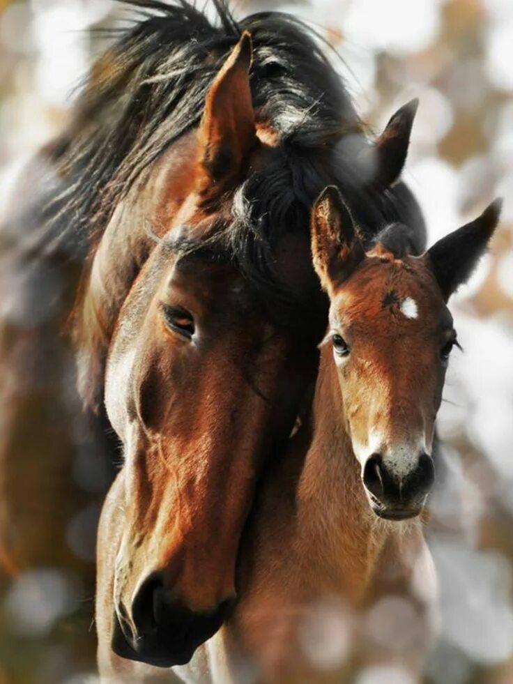 Любовь лошадей. Лошадиные нежности. Лошадиная нежность. Horsevet