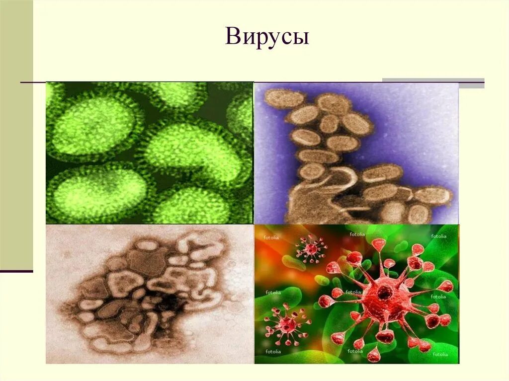 Вирусы. Биология тема вирусы. Вирусы по биологии 5 класс. Вирусы проект по биологии 9 класс. Вирусы проект по биологии 9 класс.