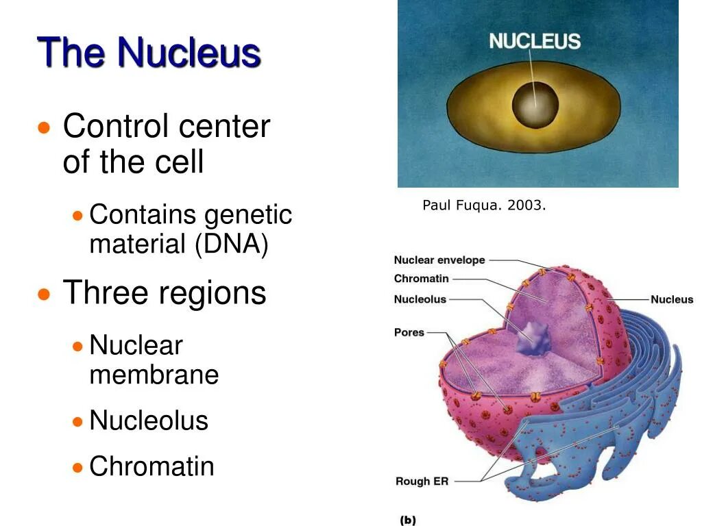 Cell contains. Cell Nucleus. Nucleus function. Nucleolus function. Cell Nucleus DNA.