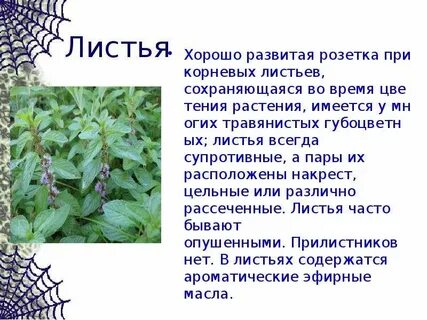 У какого растения имеется