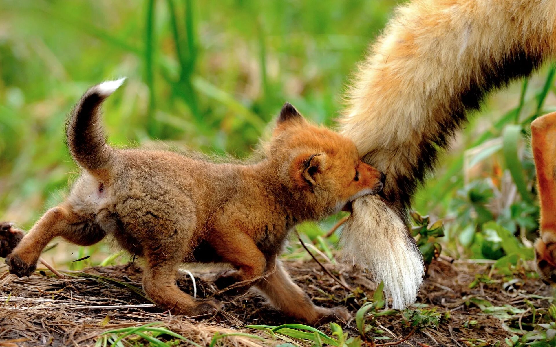 U animal. Детеныши животных. Лиса в дикой природе.