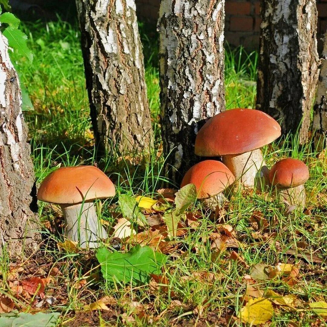 Хороша грибами время года. Грибы в лесу. Грибы под березой. Много грибов в лесу. Поляна грибов.