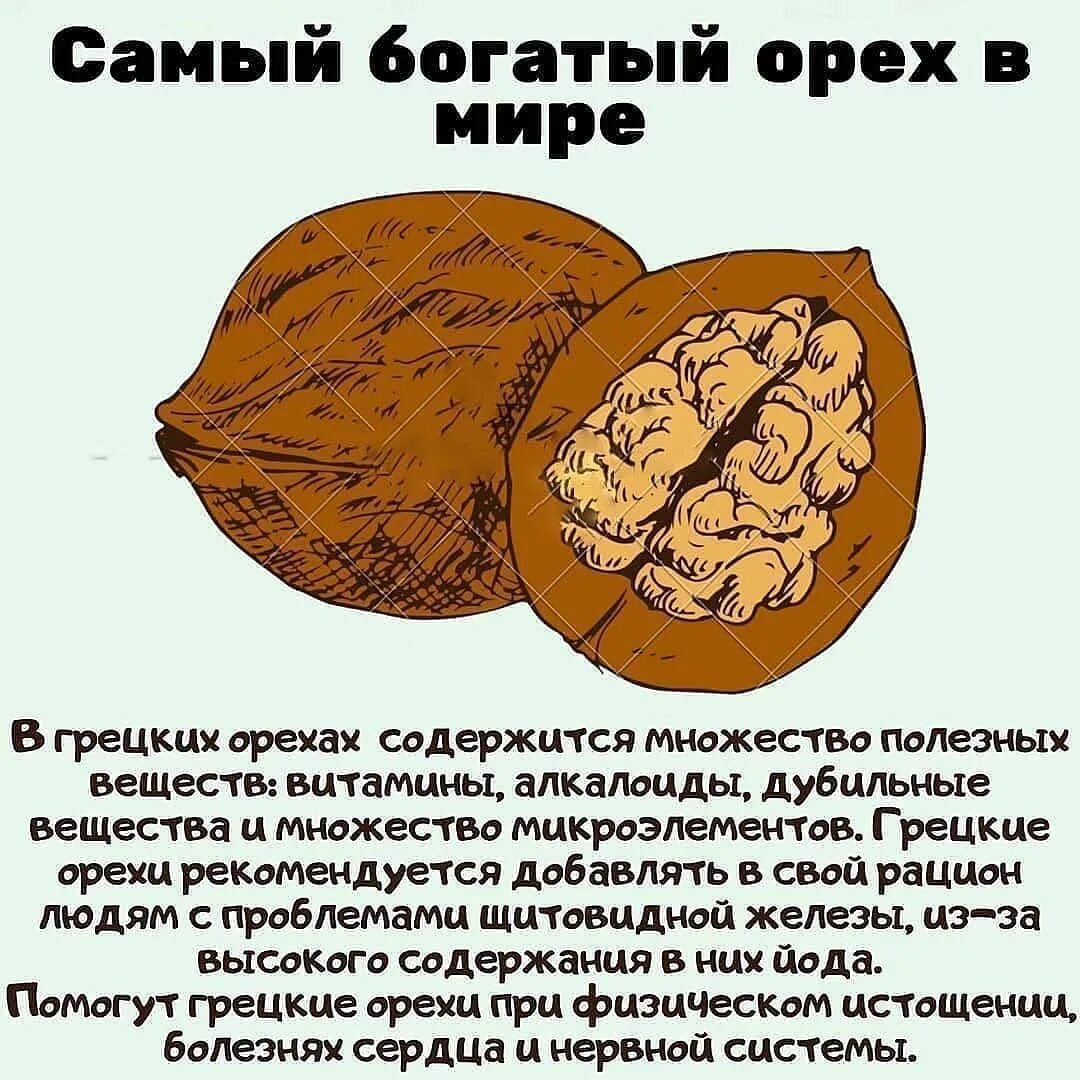Грецкий орех польза для женщин 60 лет. Грецкий орех польза. что полезного в грецких орехах. чем полезен грецкий орех. польза грецких орехов.