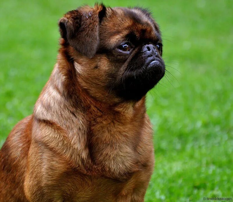 Бельгийский гриффон пти брабансон. Порода гриффон пти брабансон. Грифон похожие. Брюссельский гриффон собака. Грифон (the gryphon).