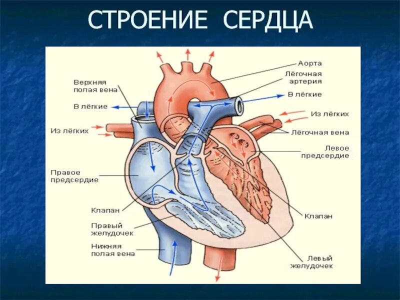 Сердце анатомия легочная Вена. Строение сердца, сосуды (артерии и вены). Легочная Вена строение. Сколько легочных артерий