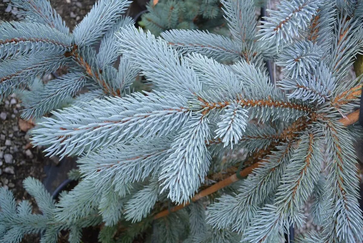 Ель колючая Hoopsii. Ель колючая "Хупси" ("Hoopsii"). Ель колючая (Picea pungens Hoopsii). Ель колючая picea pungens