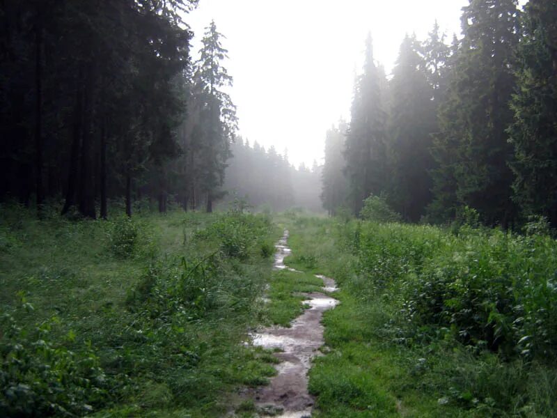 Лес после дождя. Лес Ясенево после дождей. Родниковский лес после дождя. Красивый после дождя Уральский лес. Подъезжая к лесу увидел он