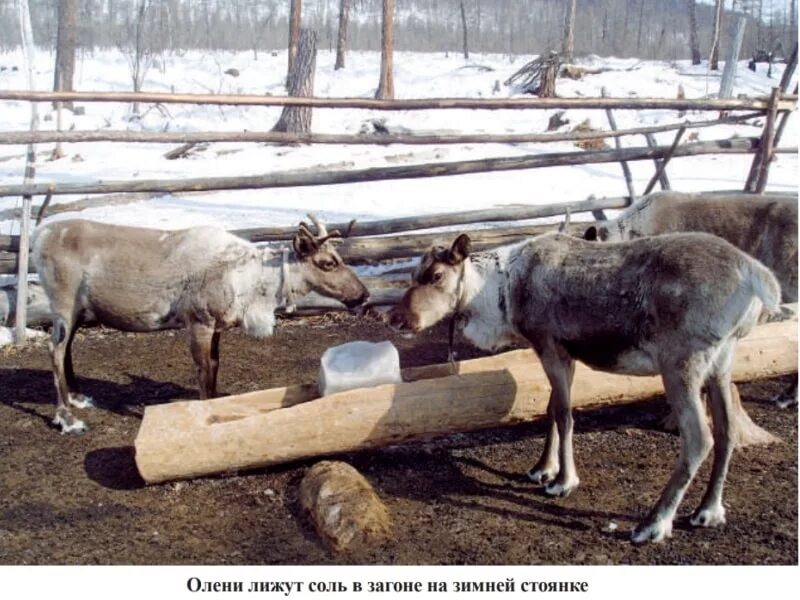 олень ест соль. соль для лосей. человек кормит северного оленя. кормушка для оленей. лосенок на дороге.