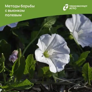Как бороться с вьюнком