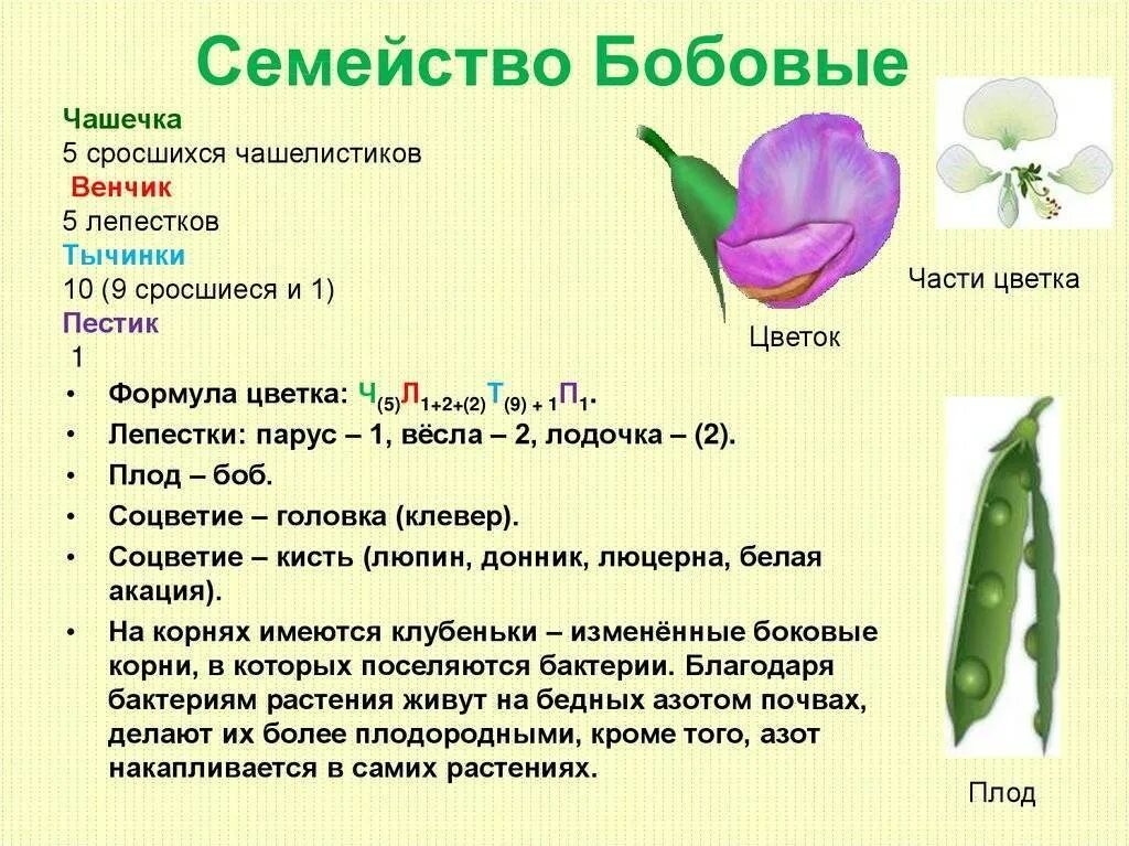 10 формула цветка. Формула цветка семейства бобовые. Семейство двудольные семейство бобовые. Семейства бобовые цветок характеристика. Семейство бобовые формула цветка ч 5 л 1 + 2 +.