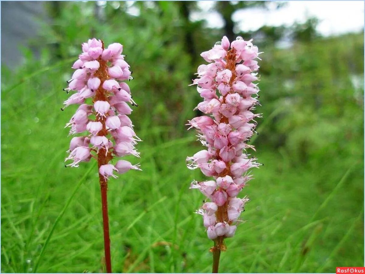 Горец змеиный (Polygonum bistorta). Горец змеиный bistorta officinalis. Горец bistorta superba. Горец змеиный (Polygonum bistorta `superba`).