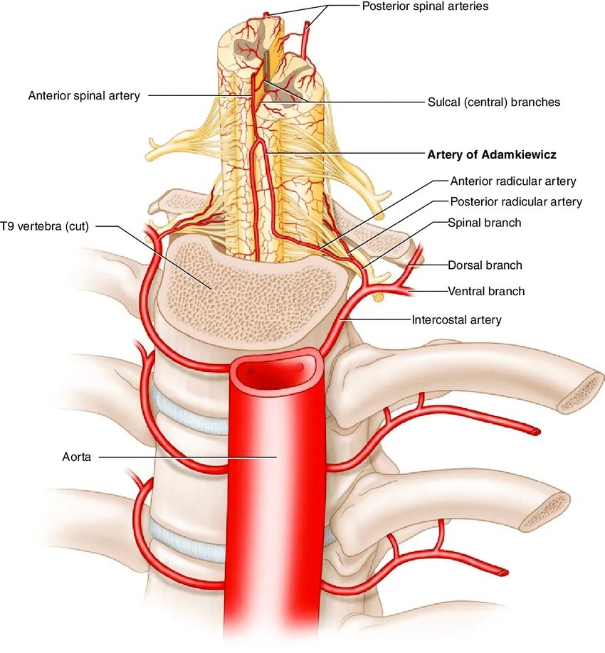 Кровоснабжение межпозвоночных дисков. Артерия spinalis posterior. Anterior Spinal artery. Кровоснабжение спинного мозга анатомия. Корешково спинномозговые артерии.