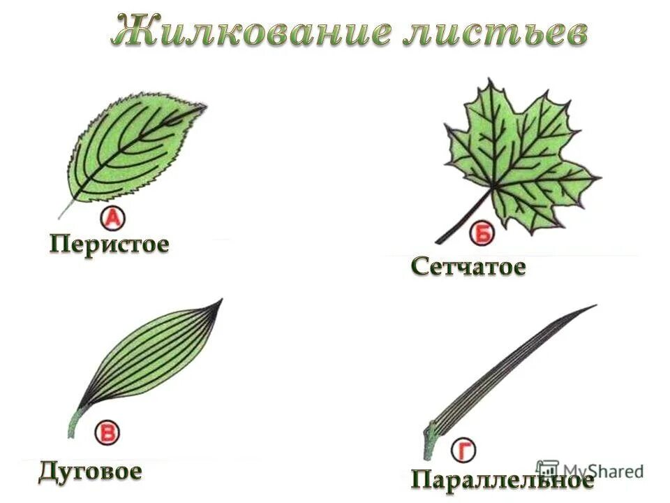 Сетчатое или дуговое. Дуговое сетчатое параллельное.