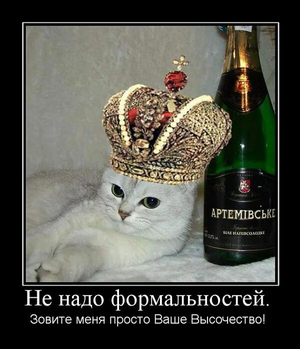 Это недопустимо ваше высочество. Кот с шампанским. кот корона юмор. ваше величество приколы. ваше величество картинки смешные.