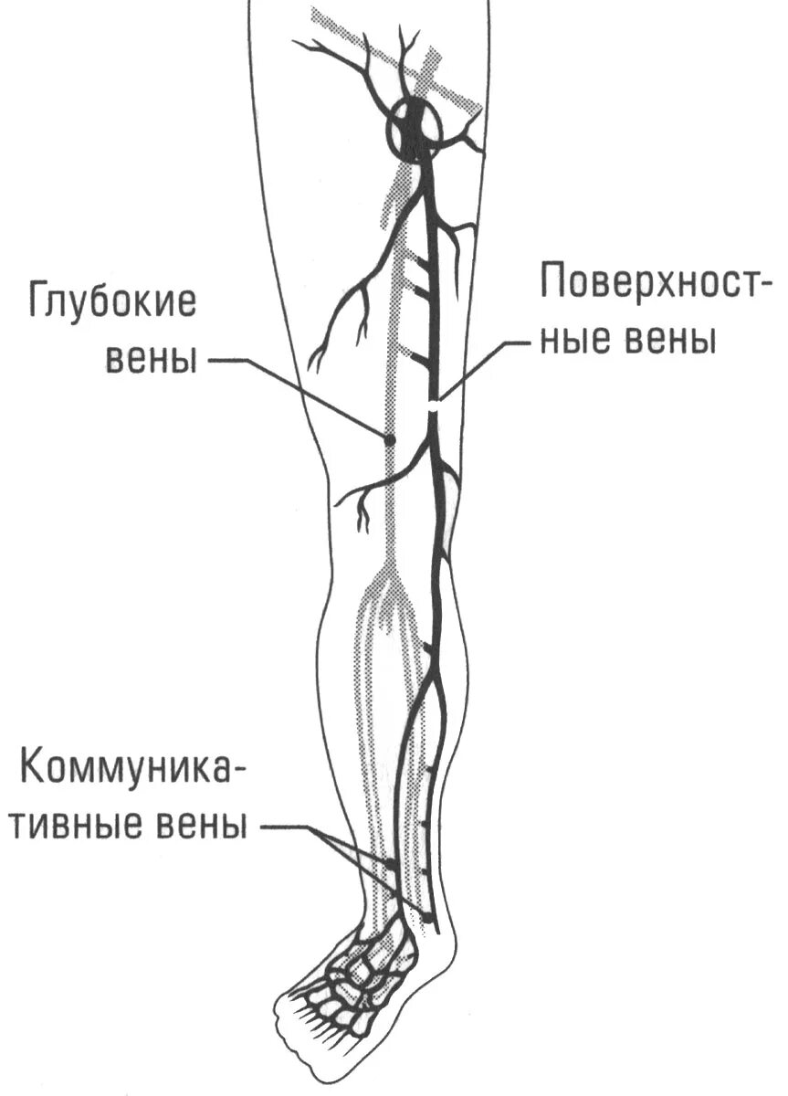 Схема вен ног