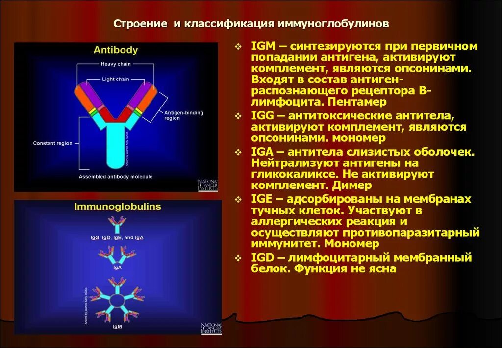 Первичный иммуноглобулин. Классификация, строение, функции иммуноглобулинов. IGM строение иммуноглобулина. Иммуноглобулины и антитела. Строение. Классификация. Иммуноглобулины антитела IGM.