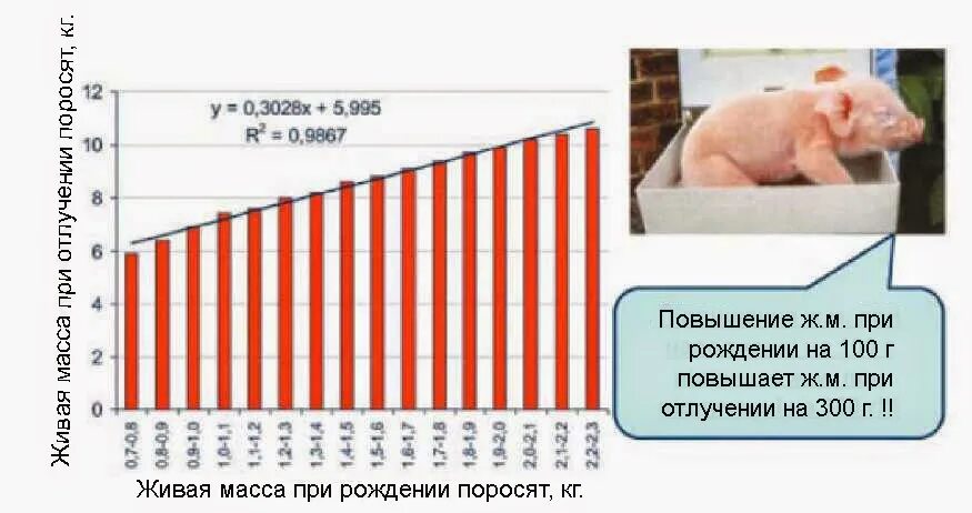 Вес поросенка при рождении. Масса поросят при рождении. Живая масса поросят при рождении. Прибавка в весе у поросят.