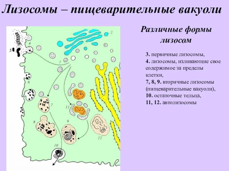 Пищеварительная вакуоль первичная лизосома. Строение первичной лизосомы. Вторичные лизосомы строение. Структура первичных лизосом. Схема лизосом