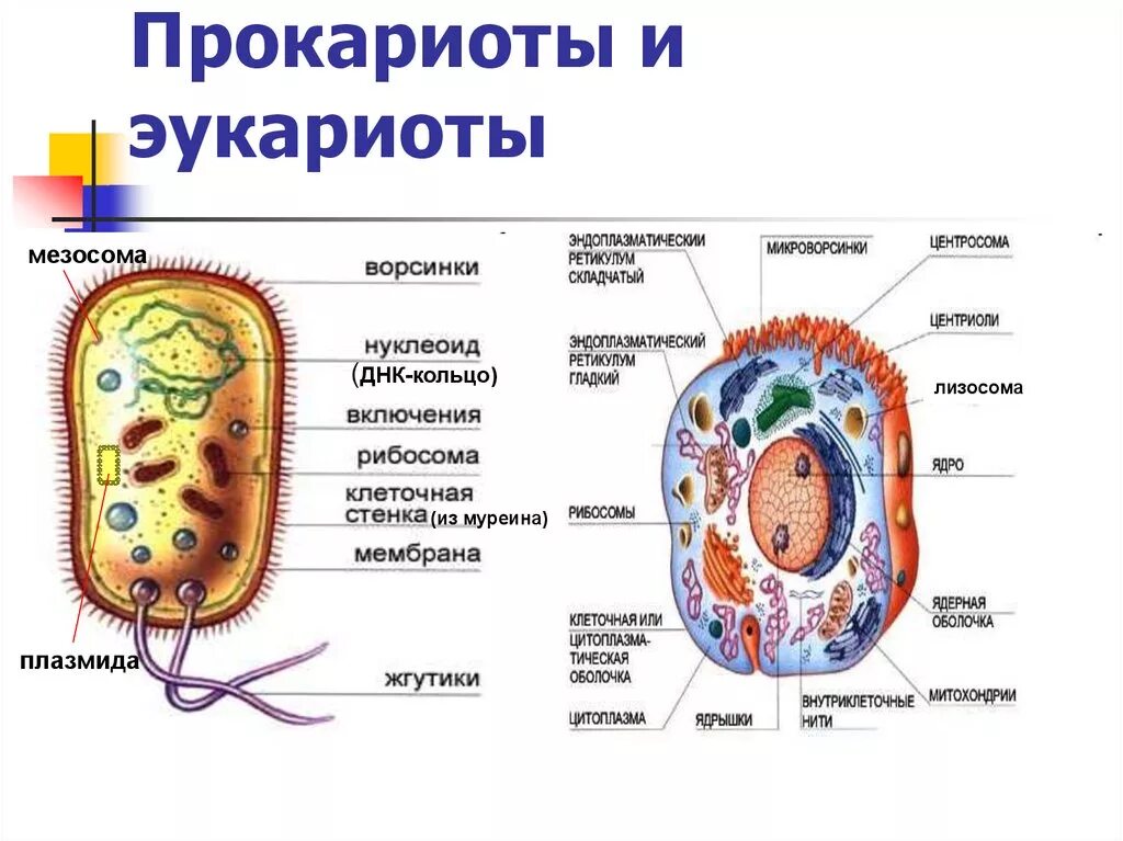 Строение клетки прокариот и эукариот. Строение прокариот и эукариот. Форма клеток прокариот и эукариот. Строение клетки бактерий и эукариот.