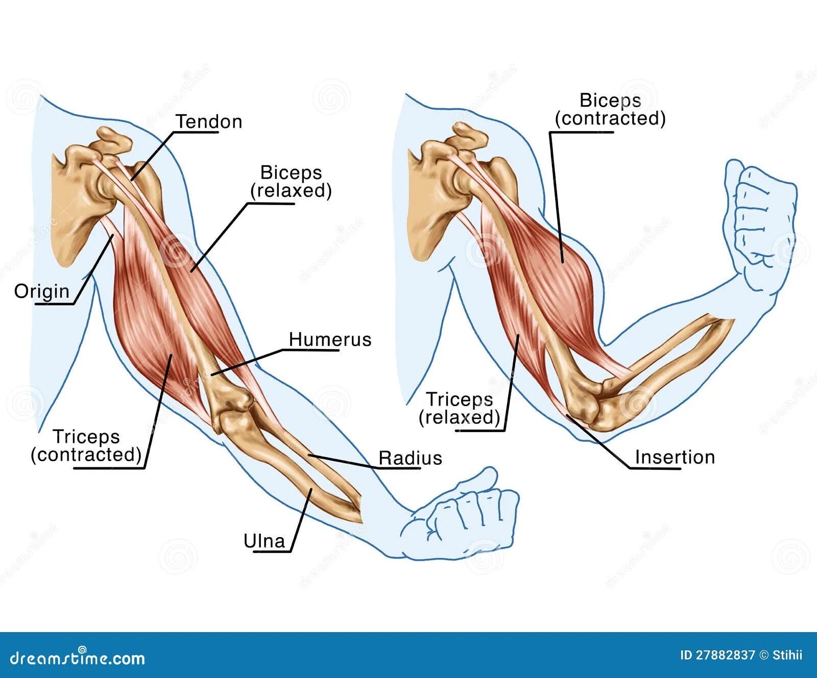 Почему дергается плечо. Tendon трицепс. Бицепс и трицепс это мышцы. Бицепс анатомия. Сухожилие двуглавой мышцы плеча анатомия.
