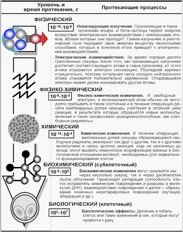 Воздействие ионизирующего излучения на клетку. Ионизация клеток. Ионизация клеток человека. Процесс ионизации в организме.