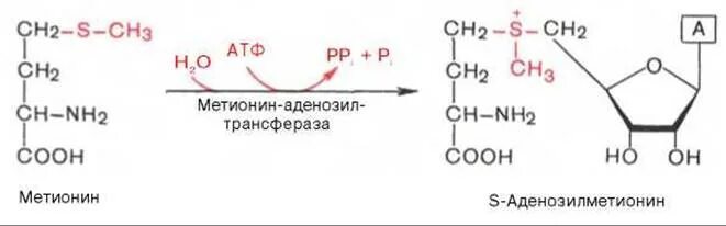 Участие s аденозилметионина в реакциях трансметилирования. Метионин биохимия. Реакция образования активной формы метионина. Превращение метионина в гомоцистеин через s-аденозилметионин. Метионин в s-аденозилметионин.