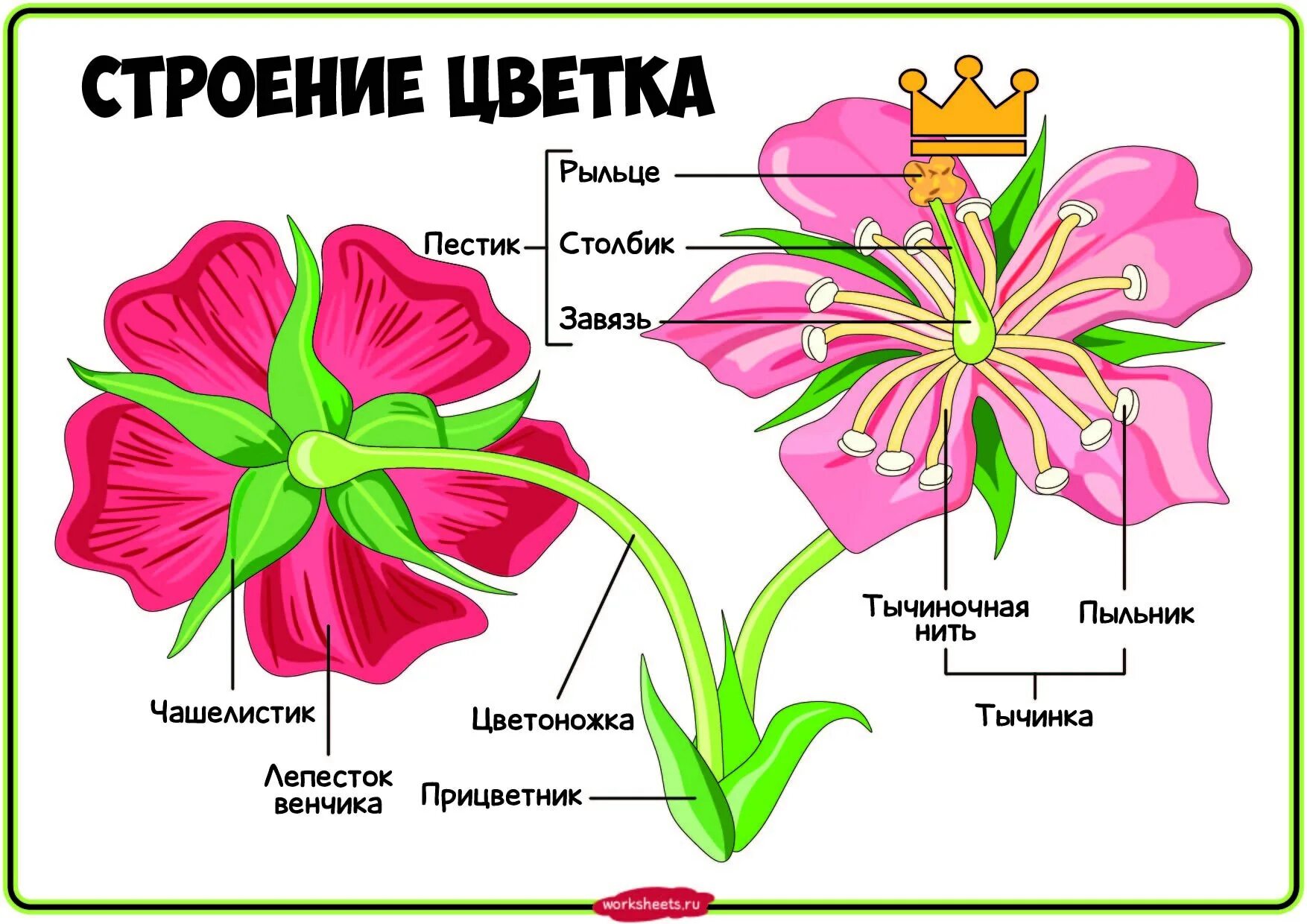 Строение цветов. Строение цветка. Цветок строение цветка. Части цветка ботаника. Строение цветка самостоятельная