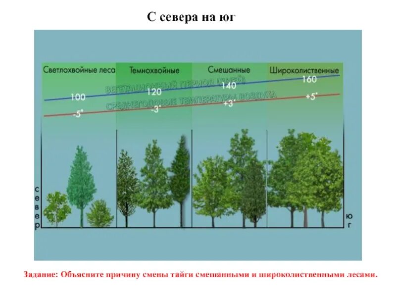 Причины смены сообществ внешние. Характер лесов с севера на Юг. Изменение характера лесов с севера на Юг. Меняется характер лесов с севера на Юг. Высота смешанного леса.