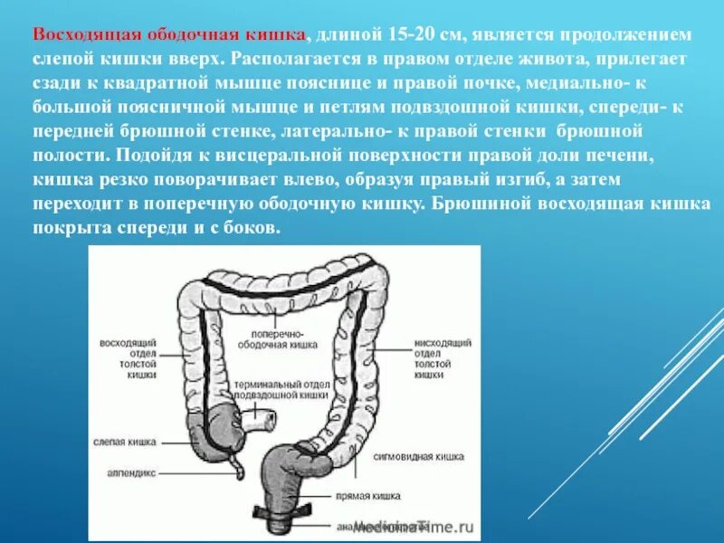 Подвздошная кишка. Терминальный отдел подвздошной кишки схема. Слепая кишка поперечно-ободочная. Восходящий отдел поперечно-ободочной кишки. Восходящий отдел ободочной кишки схема.