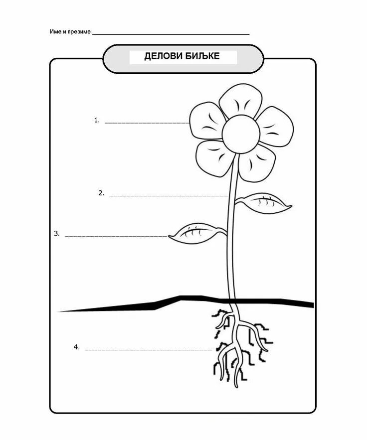 Строение растения рисунок с подписями. Части растений задания для детей. Схема строения растения для дошкольников. Части растений задания для дошкольников. Строение растений задания для детей.