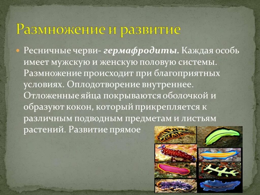 Система ресничных червей. Размножение ресничных червей 7 класс. Размножение и развитие ресничных червей. Ресничные черви размножение. Тип размножения ресничных червей.