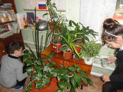 Ученик ухаживать