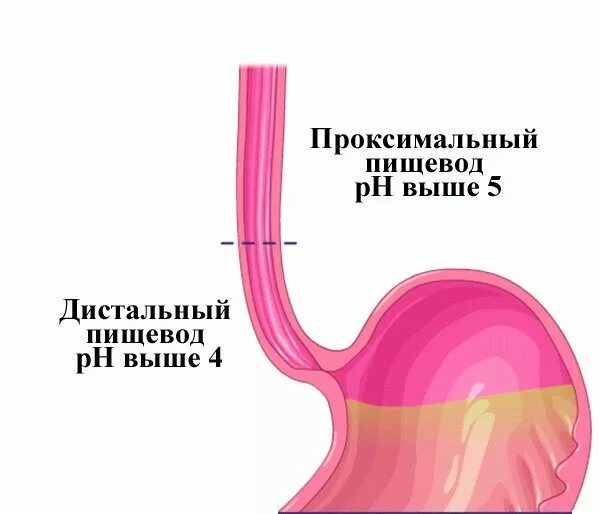 Масса пищевода