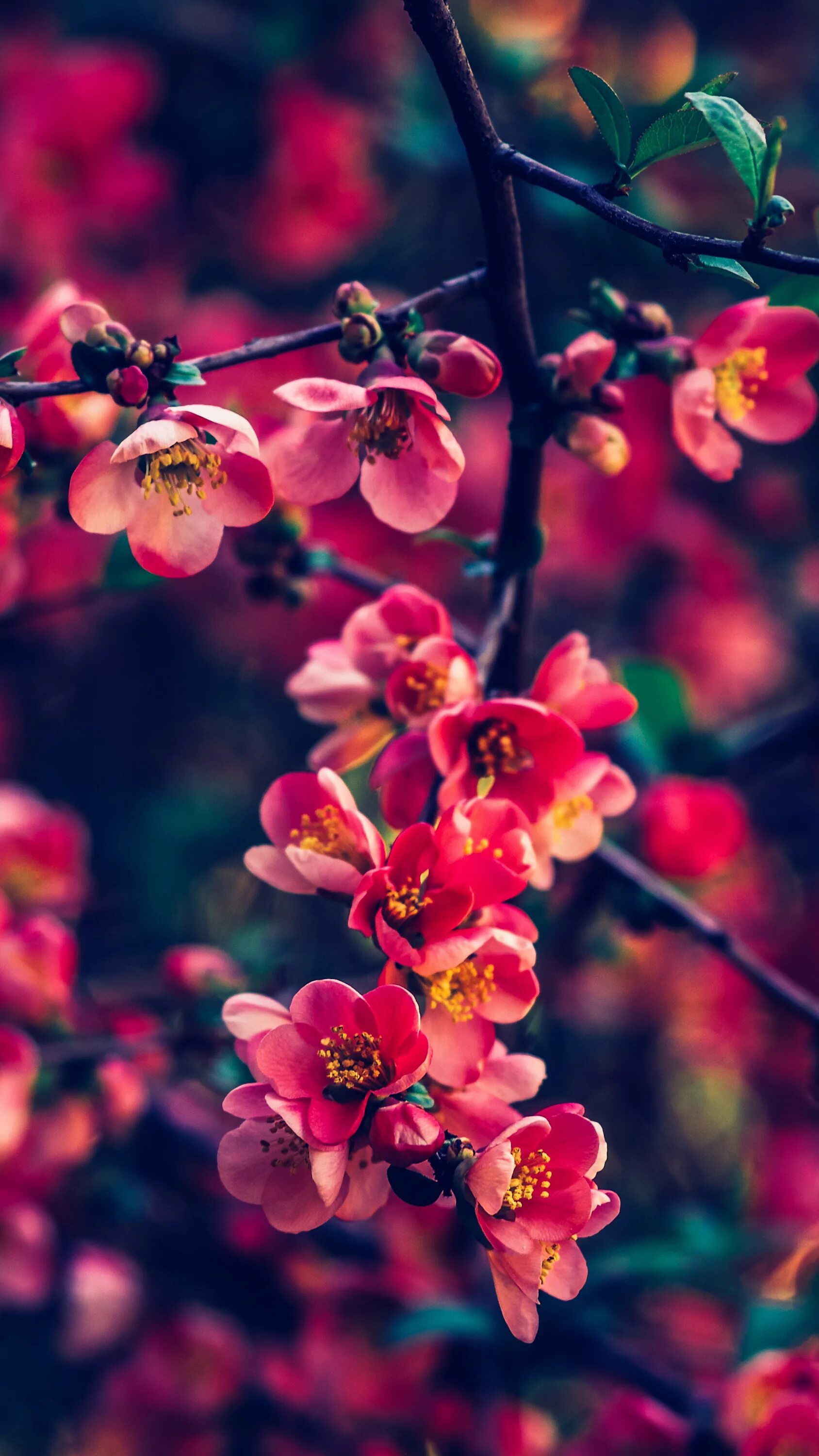 Весенние цветы. Красивые заставки. Красивые цветы. Красивый фон на телефон. Фото весны красивые на заставку телефона