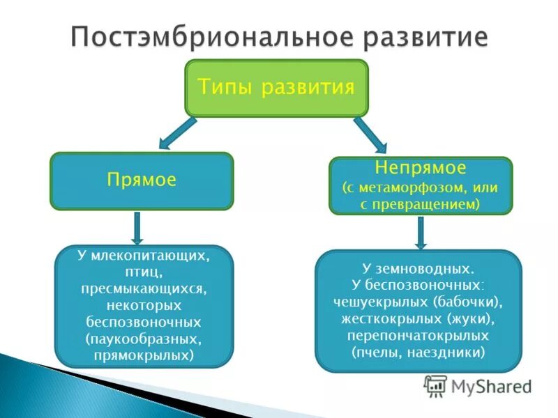 Типы развития животных биология 8 класс. Прямой и непрямой типы постэмбрионального развития. Типы развития прямое и Непрямое. Виды постэмбрионального развития прямое и Непрямое. Животных с непрямым типом развития.